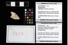 Foto (Objekt + Etikett) von Discutiolira moesica (Muţiu & Bădăluţă, 1971)  (NHMW-GEO-2014-0194-0637)